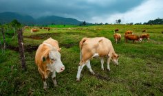 Vacas em um campo, Vila de Beringin de Sungai, Payakumbuh, Sumatra Ocidental, Indonésia — Fotografia de Stock
