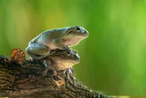 Two Australian green tree frogs on top of each other on a branch, Indonesia — Stock Photo
