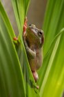Australischer grüner Laubfrosch auf einer Pflanze, Indonesien — Stockfoto