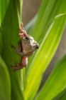 Australian green tree frog on a plant, Indonesia — Stock Photo
