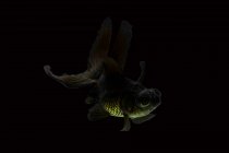 Nahaufnahme eines schwarzen Goldfisches — Stockfoto