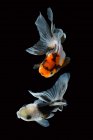 Two beautiful goldfish on dark background, close view — Stock Photo