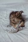 Kitten lying on a bed playing with a toy crown — Stock Photo