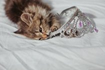 Кошеня лежить на ліжку кусає іграшкову корону — стокове фото