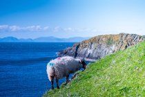 Овцы пасутся на скале, остров Скай, Внутренние Гебриды, Шотландия, Великобритания — стоковое фото