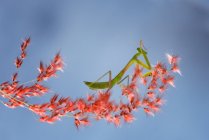 Close-up of a praying mantis on a flower, Indonesia — Stock Photo