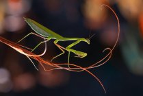 Primer plano de una mantis religiosa en una planta, Indonesia - foto de stock