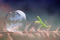 Close-up of a praying mantis and a dew droplet on a plant, Indonesia — Stock Photo