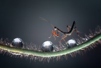 Close-up of a praying mantis and water droplets on a plant, Indonesia — Stock Photo
