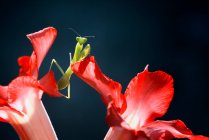 Primer plano de una mantis religiosa en una flor, Indonesia - foto de stock