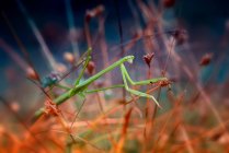 Close-up of a praying mantis on a plant, Indonesia — Stock Photo