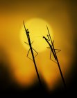Silhouette of two praying mantises on grass at sunset, Indonesia — Stock Photo