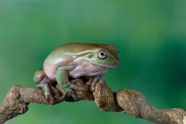 Australian white tree frog sitting on a branch, Indonesia — Stock Photo