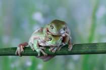 Two Australian white tree frogs climbing on branch on top of each other, Indonesia — Stock Photo