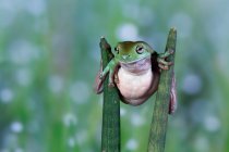 Австралійська жаба, що балансує між двома рослинами (Індонезія). — стокове фото