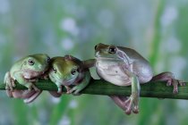 Three Australian white tree frogs sitting on branch side by side, Indonesia — Stock Photo
