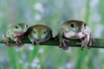 Три австралійські білі деревні жаби, які сидять пліч - о - пліч, Індонезія. — стокове фото