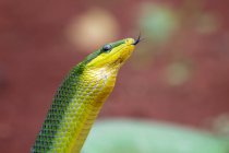 Крупный план змеи из Гонёсомы, щёлкающей языком, Индонезия — стоковое фото