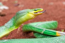Primo piano di un serpente Gonyosoma che si agita la lingua, Indonesia — Foto stock