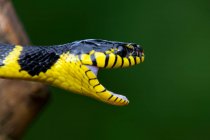 Primer plano de una serpiente de Boiga, Indonesia - foto de stock
