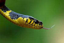 Крупный план змеи Бойга, Индонезия — стоковое фото