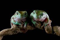Two Australian Tree frogs on a branch, Indonesia — Stock Photo
