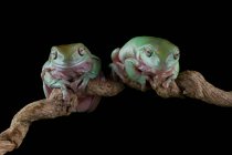 Две австралийские древесные лягушки на ветке, Индонезия — стоковое фото