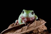Australian Tree frog sitting on a leaf, Indonesia — Stock Photo