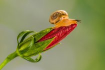 Nahaufnahme einer Schnecke auf einer Blume, Indonesien — Stockfoto