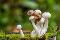 Close-up of two snails on mushrooms, Indonesia — Stock Photo