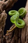 Green Pit Viper готовий до нападу, Індонезія — стокове фото