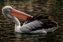 Pelicano preening suas penas em um lago, Indonésia — Fotografia de Stock
