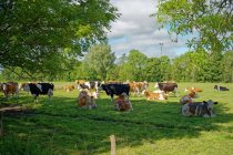 Manada de vacas em um campo, Frísia Oriental, Baixa Saxônia, Alemanha — Fotografia de Stock