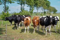 Стадо корів у полі (Східна Фрізія, Нижня Саксонія, Німеччина). — стокове фото
