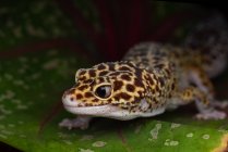 Portrait d'un gecko léopard sur une feuille, Indonésie — Photo de stock