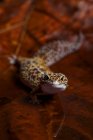 Портрет леопардового геккона на листе, Индонезия — стоковое фото