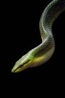 Gonyosoma Oxycephaleum conhecido como a cobra-de-cauda-vermelha verde — Fotografia de Stock