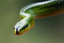 Крупный план краснохвостой зелёной крысиной змеи, Индонезия — стоковое фото