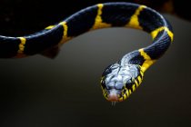 Close-up de uma cobra de Boiga, Indonésia — Fotografia de Stock