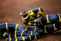 Gros plan d'un serpent Boiga prêt à frapper, Indonésie — Photo de stock