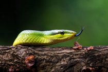 Крупный план краснохвостой зелёной крысиной змеи, Индонезия — стоковое фото