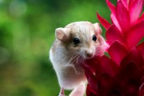 Close-up of a gerbil next to a tropical flower, Indonesia — Stock Photo
