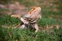Portrait of a bearded dragon in the grass, Indonesia — Stock Photo