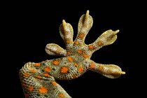 Close-up de uma manchado casa Gecko pé — Fotografia de Stock
