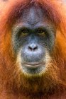 Портрет орангутана (Борнео, Індонезія). — стокове фото