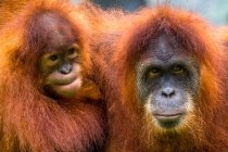 Ritratto di un orango e del suo bambino, Indonesia — Foto stock