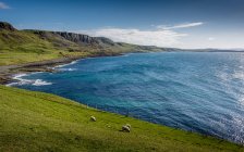 Три овцы пасутся на прибрежном лугу, остров Скай, Внутренние Гебриды, Шотландия, Великобритания — стоковое фото