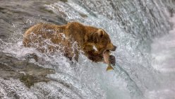 Orso bruno in piedi in un fiume a catturare un salmone, Alaska, Stati Uniti — Foto stock