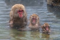 Monos macacos japoneses en una fuente termal, Yamanochi, Nagano, Japón - foto de stock