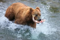 Ours brun debout dans une rivière attrapant un saumon, Alaska, États-Unis — Photo de stock